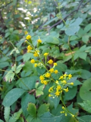Solidago flexicaulis
