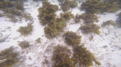 Holothuria atra