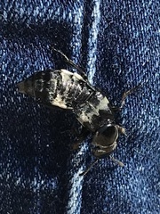 Creophilus maxillosus