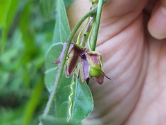 Passiflora suberosa