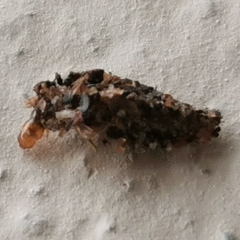 Tineinae