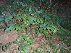 Elatostema reticulatum