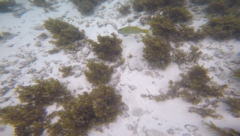 Leptoscarus vaigiensis