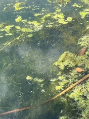 Hydrocharitaceae