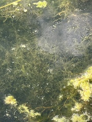Hydrocharitaceae