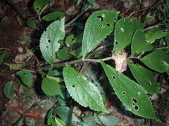 Elatostema reticulatum