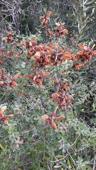 Salvia aurea