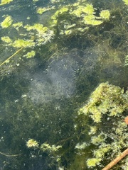 Hydrocharitaceae