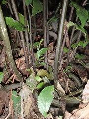 Elatostema reticulatum