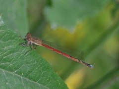 Oxyagrion terminale