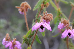 Thomasia grandiflora