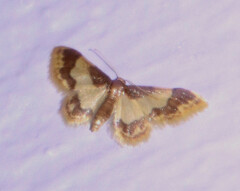 Idaea basinta