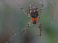 Alpaida veniliae