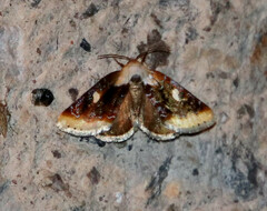 Chrysoecia requies