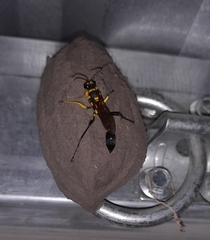 Sceliphron fistularium