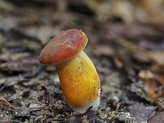 Hortiboletus rubellus