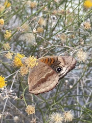 Junonia nigrosuffusa