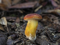 Hortiboletus rubellus