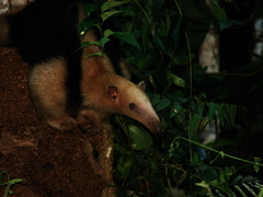 Tamandua tetradactyla
