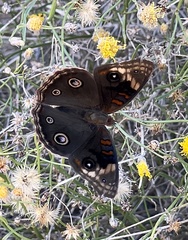 Junonia nigrosuffusa