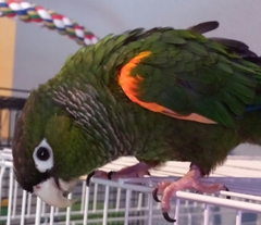 Fiery-Shouldered Parakeet photo 2