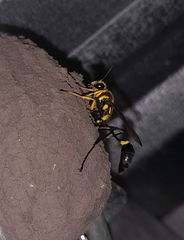 Sceliphron fistularium