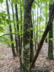Fagaceae