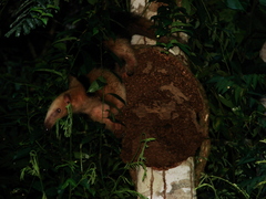 Tamandua tetradactyla