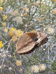 Junonia nigrosuffusa