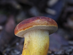 Hortiboletus rubellus
