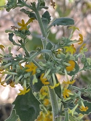 Manulea thyrsiflora