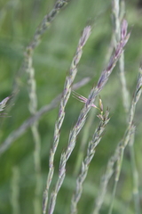 Elymus macrourus