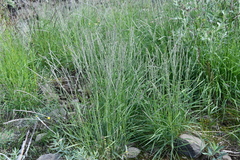 Elymus macrourus