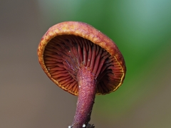 Erythrophylloporus