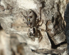 Salticus cingulatus