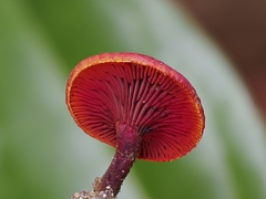 Erythrophylloporus