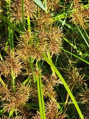 Cyperus erythrorhizos