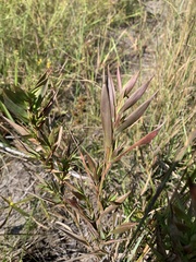 Dichanthelium scabriusculum