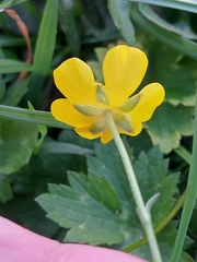 Ranunculus repens