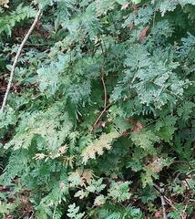 Selaginella willdenowii