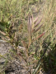 Dichanthelium scabriusculum