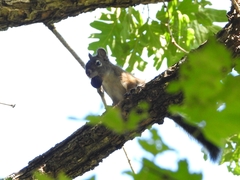 Tamiasciurus fremonti