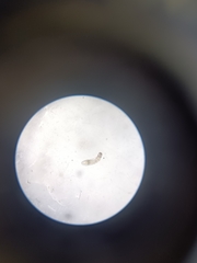 Simuliidae