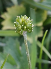 Ranunculus repens