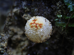 Calostoma
