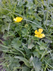 Ranunculus repens