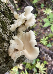 Pleurotus