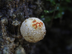 Calostoma