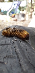Strategus aloeus