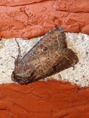 Eriopygini